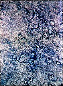 Gefügebild eines Polyamid 66 PE zeigt die eingebetteten Schmierdepots